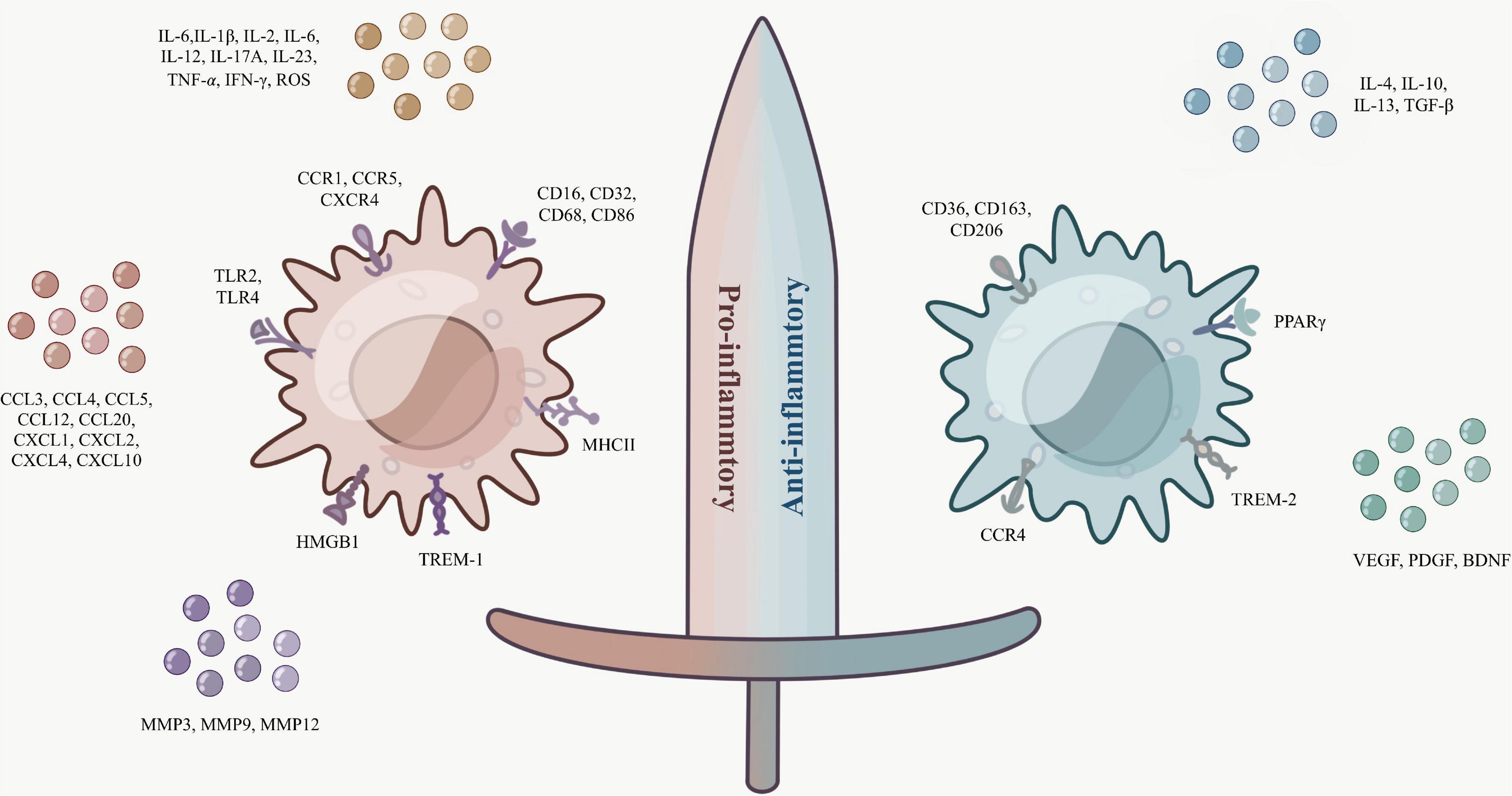 The hallmark and crosstalk of immune cells after intracerebral hemorrhage: Immunotherapy perspectives